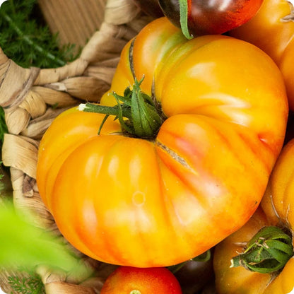 Pineapple Tomato Seeds - Vegetable Plant