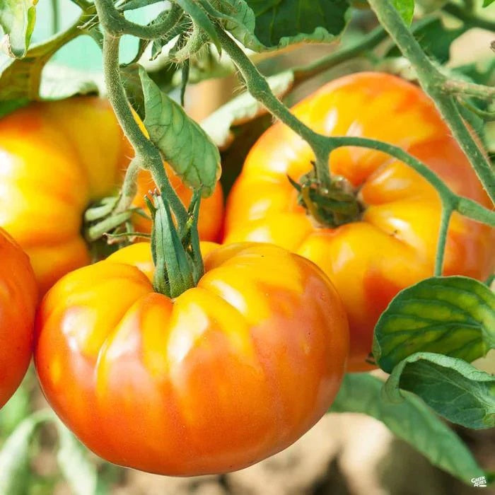 Pineapple Tomato Seeds - Vegetable Plant