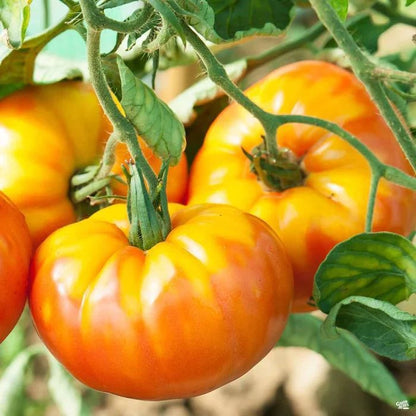 Pineapple Tomato Seeds - Vegetable Plant