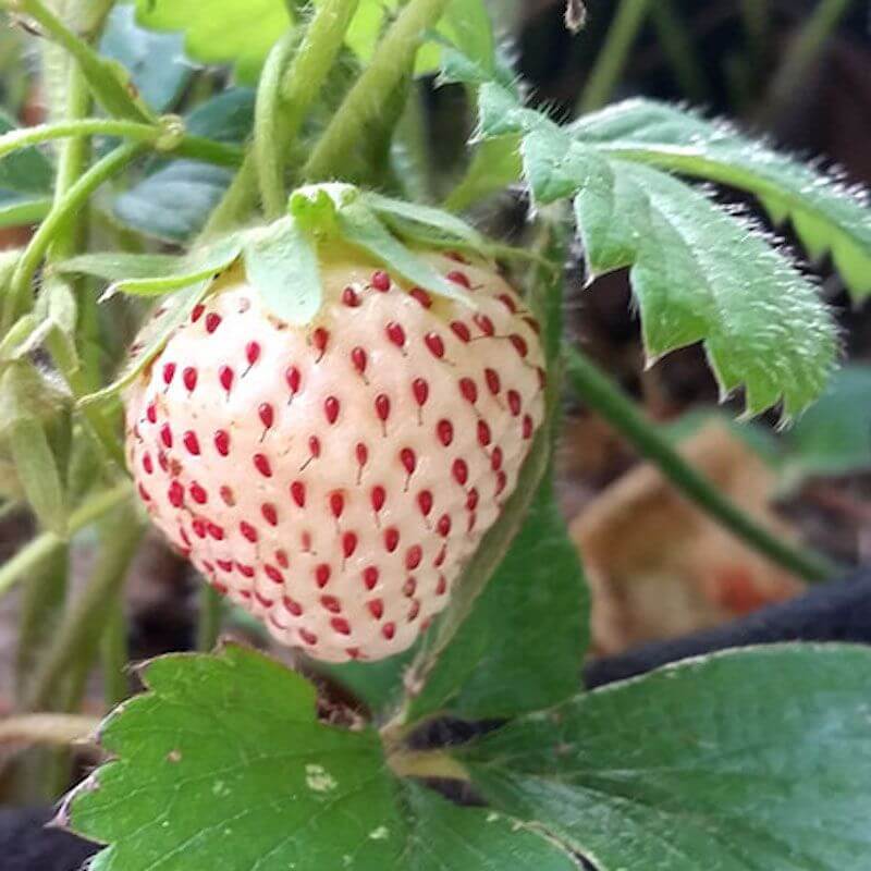 Pineberry White Strawberry Seeds 
