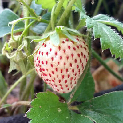 Pineberry seeds - Fruit Plant for Home Gardens