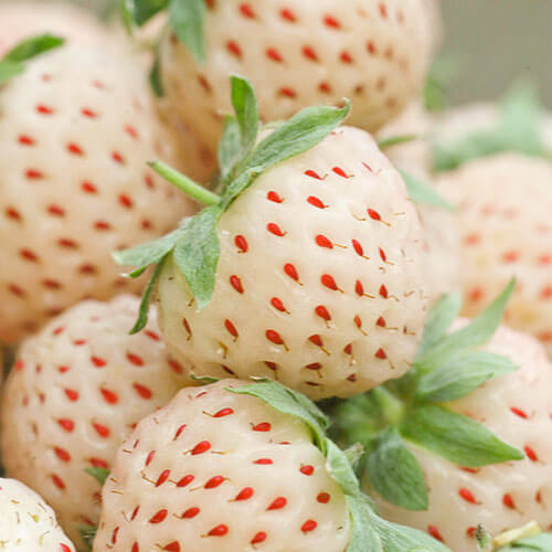 Pineberry seeds - Fruit Plant for Home Gardens