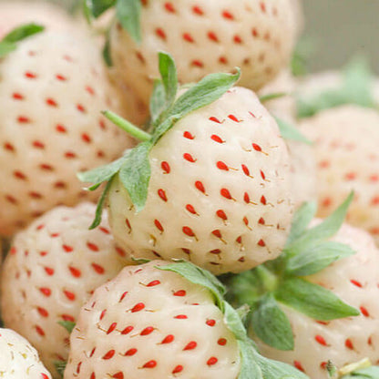 Pineberry seeds - Fruit Plant for Home Gardens