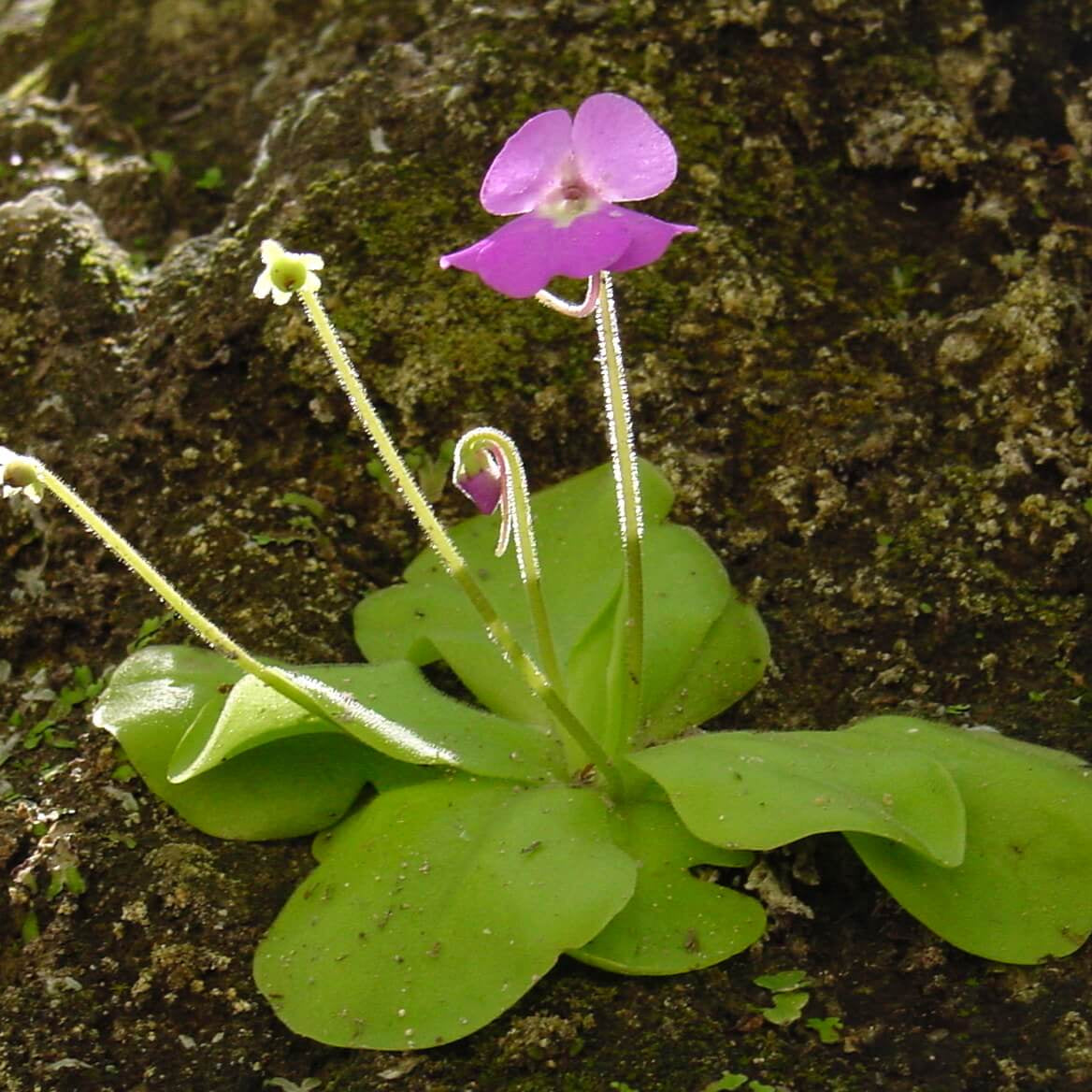 Pinguicula Seeds - Flower Plant for Home Gardens