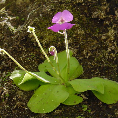 Pinguicula Seeds - Flower Plant for Home Gardens