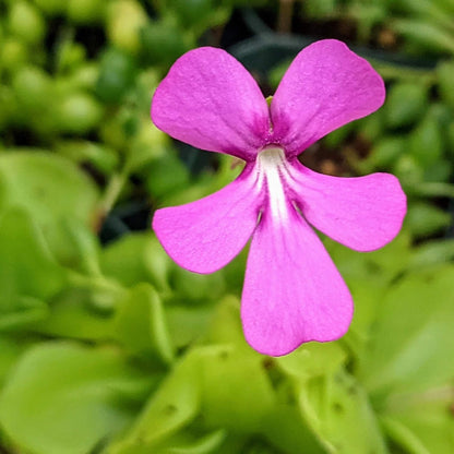 Pinguicula Seeds - Flower Plant for Home Gardens