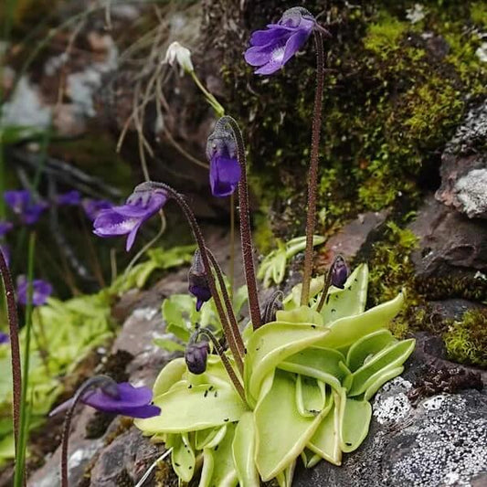 Pinguicula Vulgaris Boreal Butterwort Seeds
