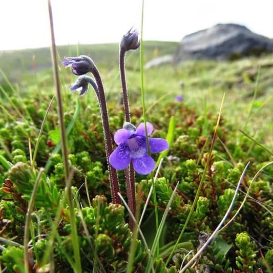 Pinguicula Vulgaris Common Butterwort Seeds 