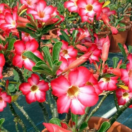 Pink Adenium Obessum Seeds - Flower Plant