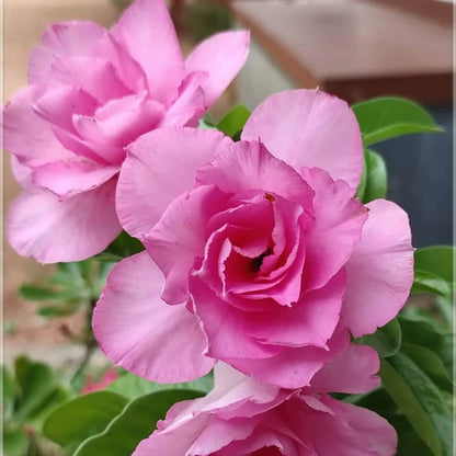 Pink Adenium Obessum Seeds - Flower Plant