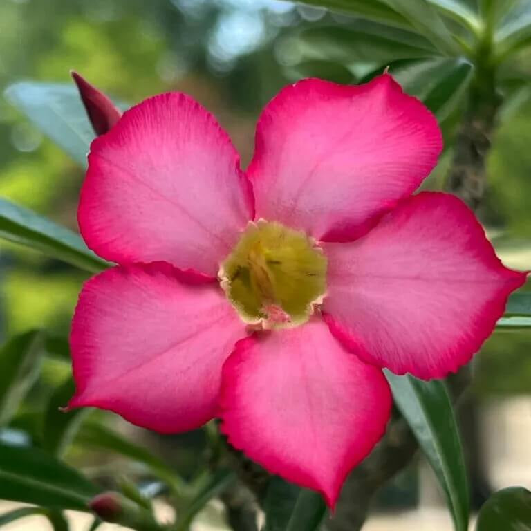 Pink Adenium Obessum Seeds - Flower Plant