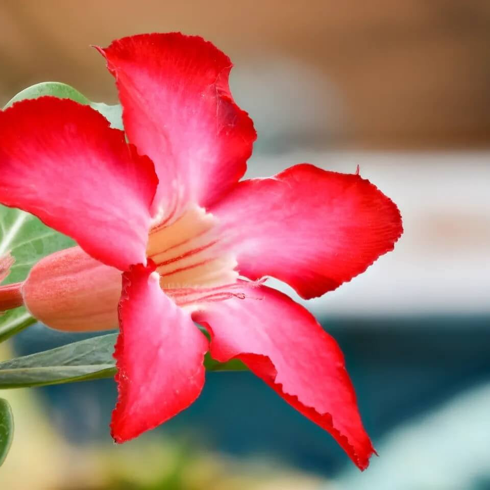 Pink Adenium Obessum Seeds - Flower Plant
