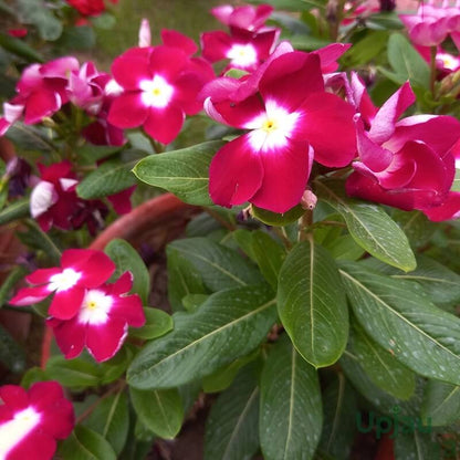 Pink Adenium Obessum Seeds - Flower Plant