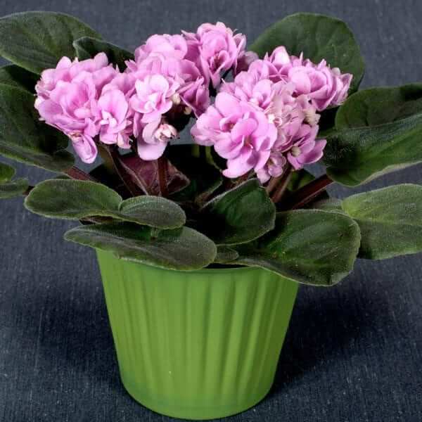 Pink African Violet Seeds - Flower Plant