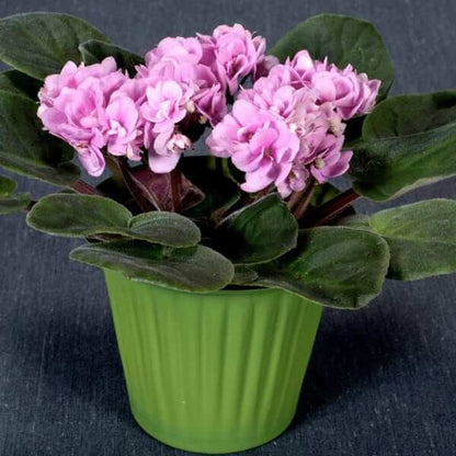 Pink African Violet Seeds - Flower Plant