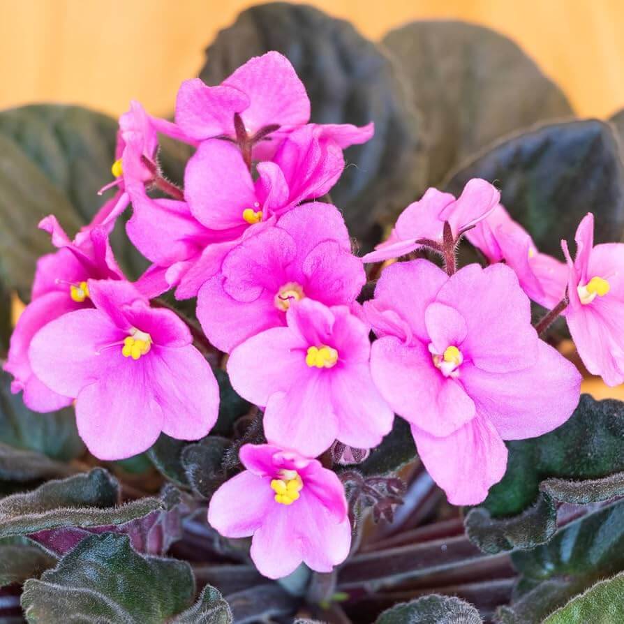 Pink African Violet Seeds - Flower Plant