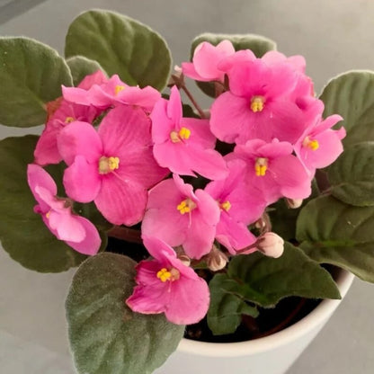 Pink African Violet Seeds - Flower Plant