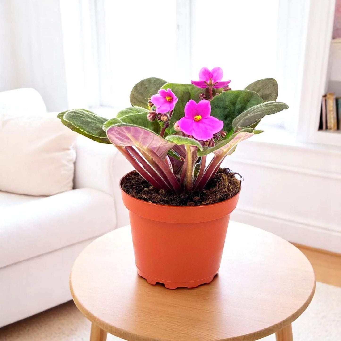 Pink African Violet Seeds - Flower Plant
