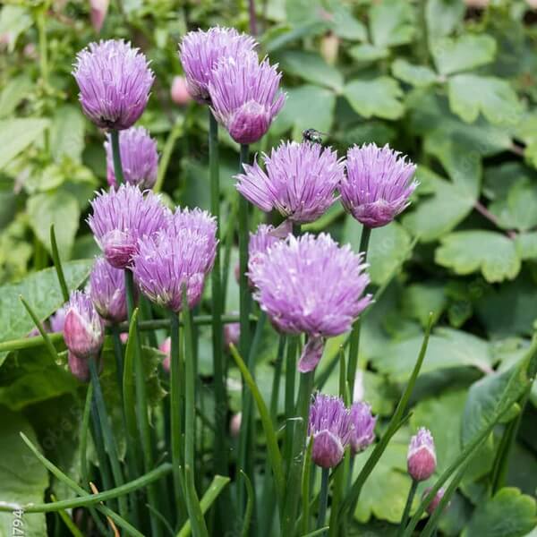 Pink Agapanthus Seeds