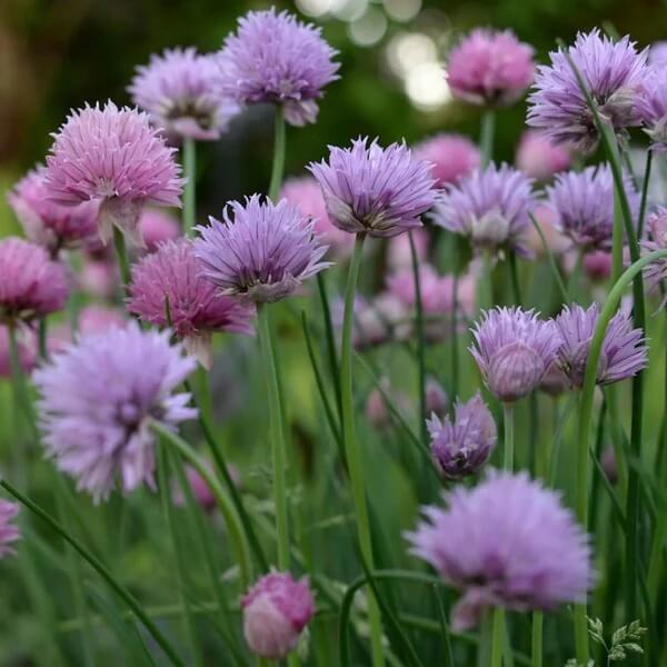 Pink Agapanthus Seeds