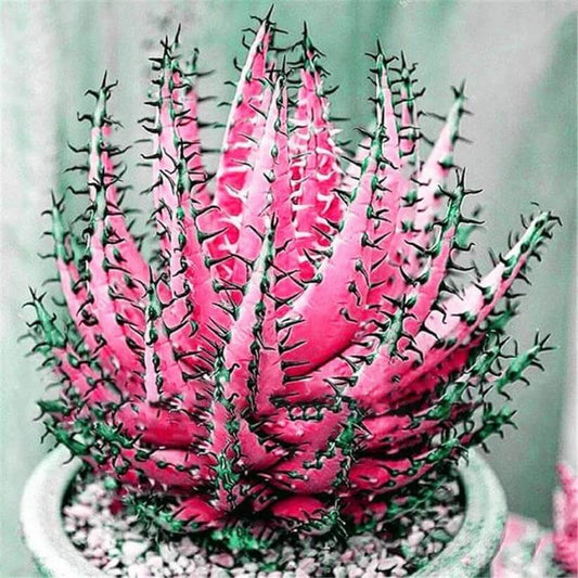 Pink Aloe Vera Seeds