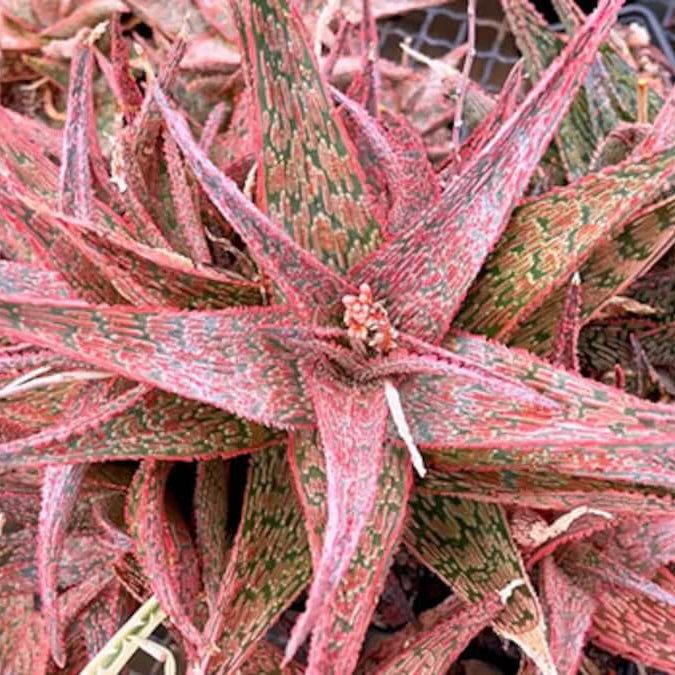 Pink Aloe Vera Seeds