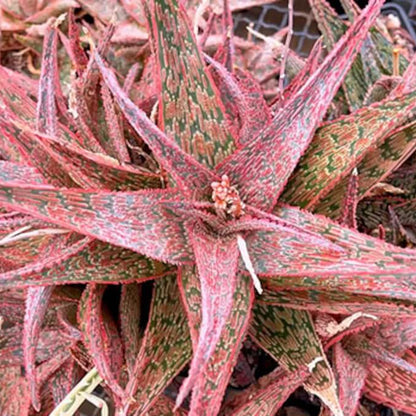 Pink Aloe Vera Seeds