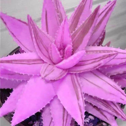 Pink Aloe Vera Seeds