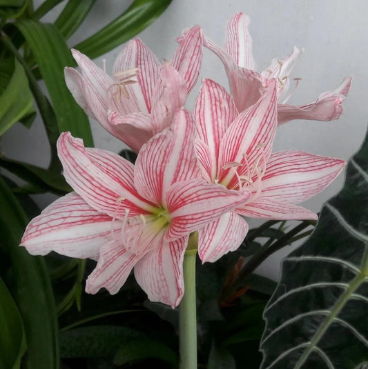 Pink Amaryllis Seeds - Flower Plant for Home Gardens