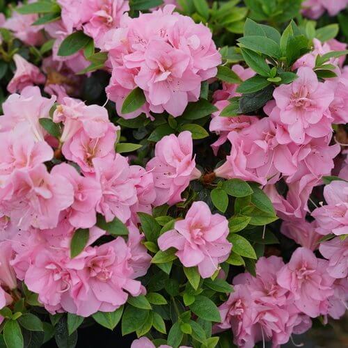 Pink And White Azalea Seeds