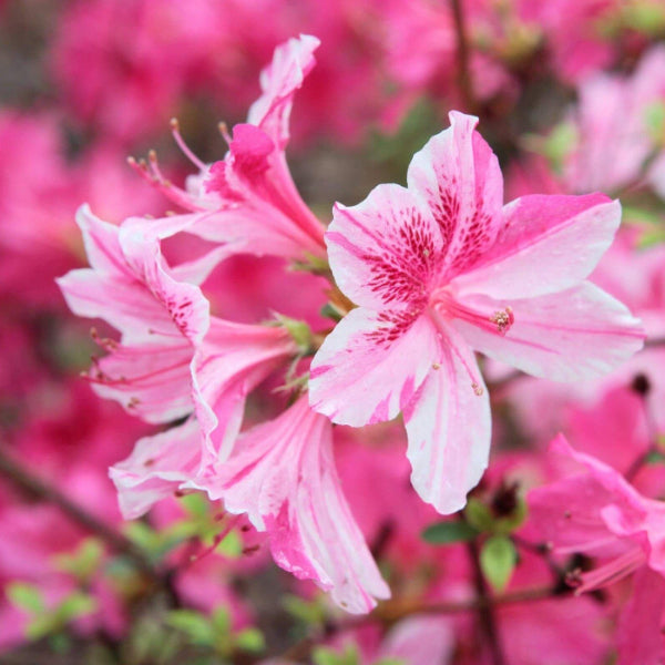 Pink And White Azalea Seeds