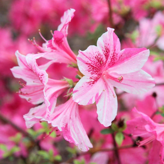 Pink Azalea Seeds