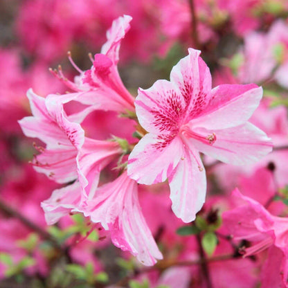 Pink Azalea Seeds
