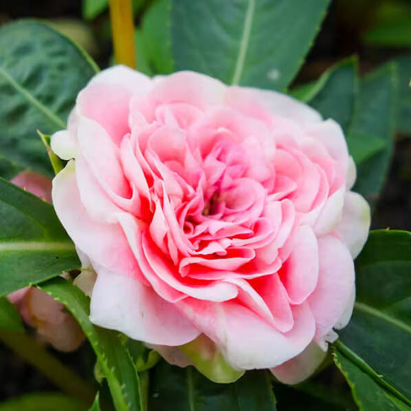 Pink Balsam Camellia Seeds