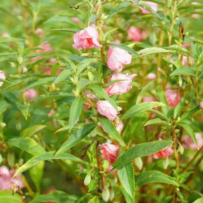 Pink Balsam Camellia Seeds