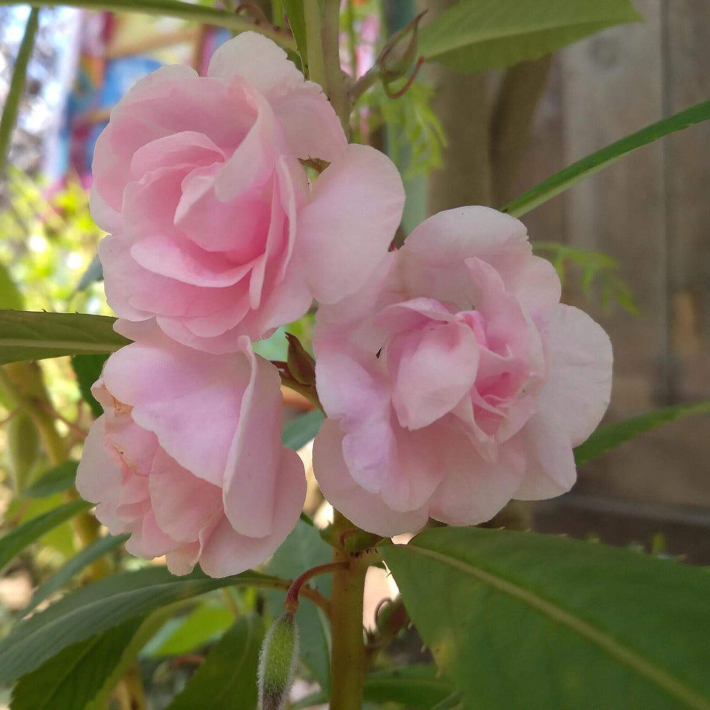 Pink Balsam Camellia Seeds
