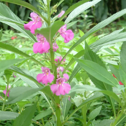 Pink Balsamine Seeds