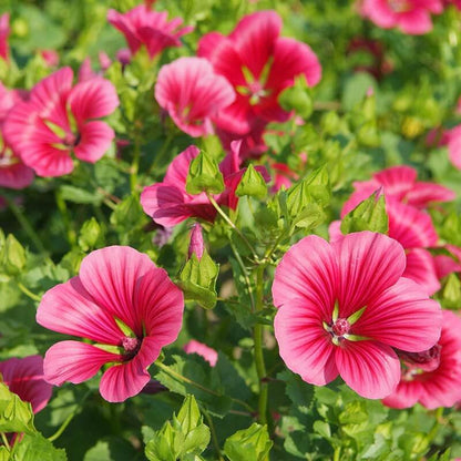 Pink Balsamine Seeds