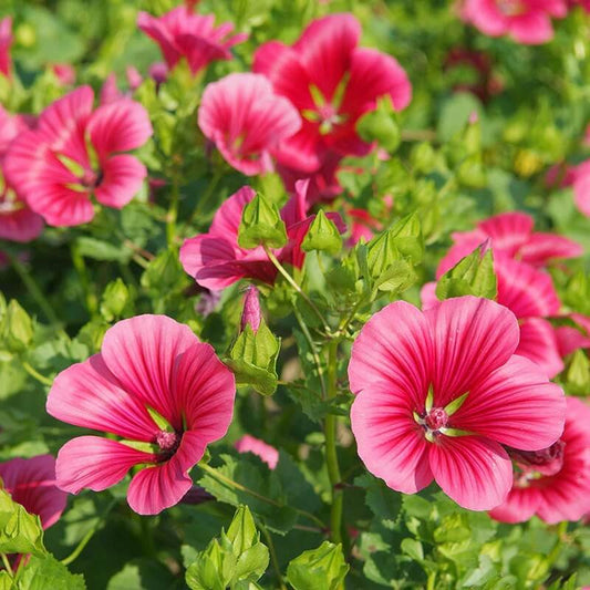 Pink Balsamine Seeds