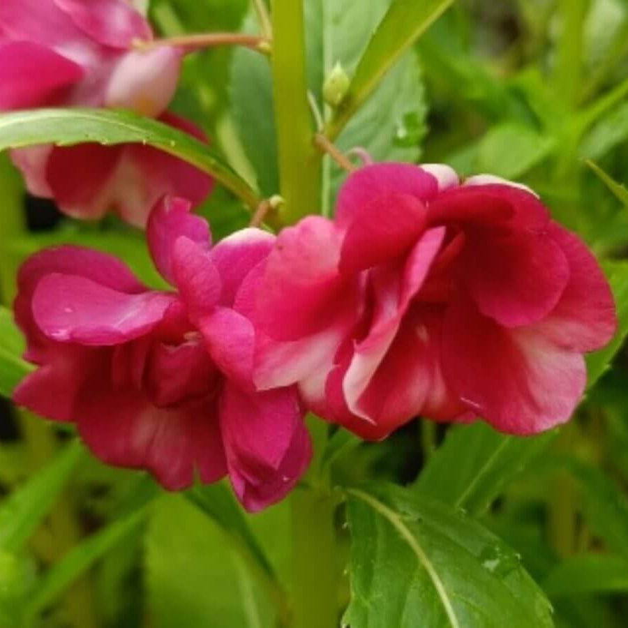 Pink Balsamine Seeds