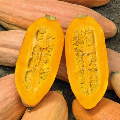 Pink Banana Pumpkin Seeds