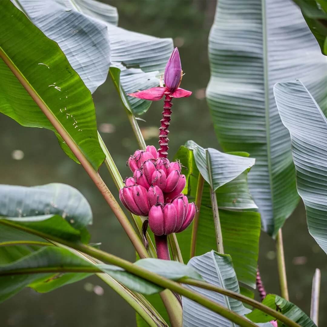 Pink Banana Seeds 