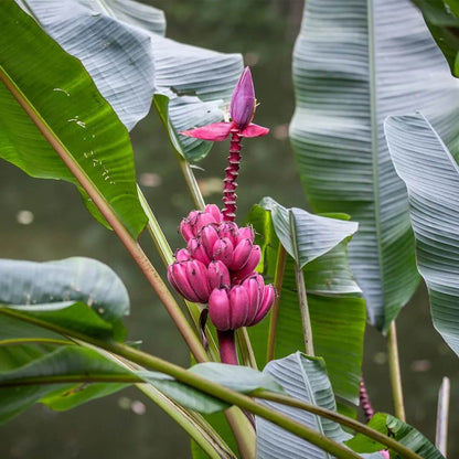 Pink Banana Seeds 