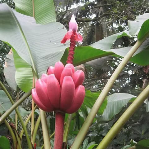 Pink Banana Seeds 