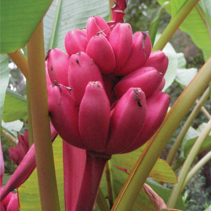 Pink Banana Seeds 