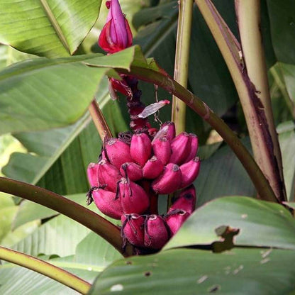 Pink Banana Seeds 