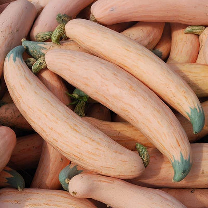 Pink Banana Type Candy Roaster Squash Seeds