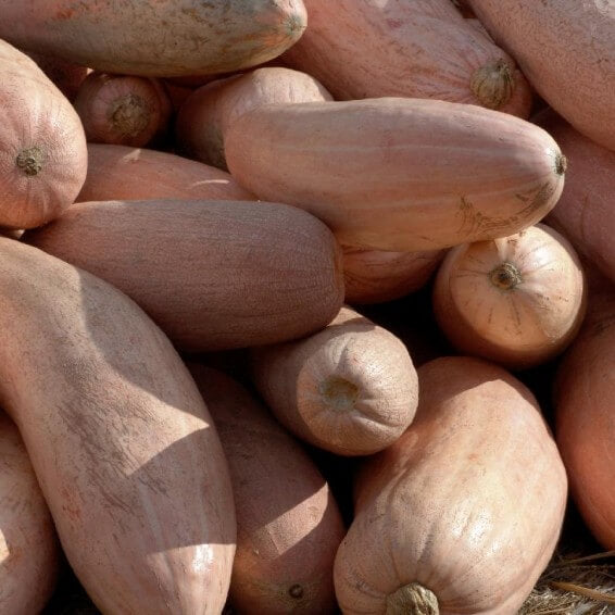 Pink Banana Type Candy Roaster Squash Seeds