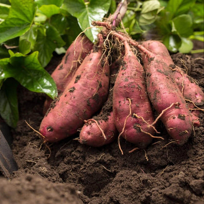 Pink Batatas Potato Seeds