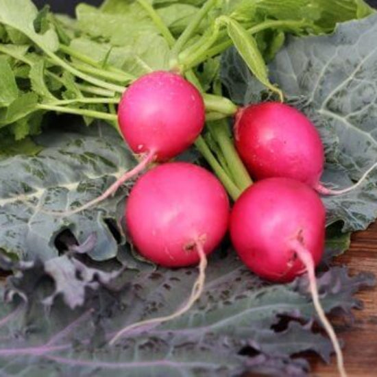 Pink Beauty Radish Seeds